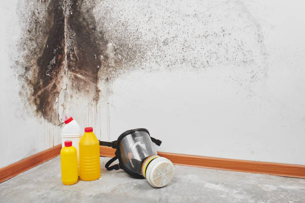Best Emergency Mold Remediation in Valley Springs, CA