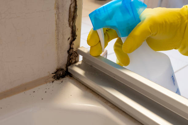 Best Crawl Space Mold Remediation in Valley Springs, CA