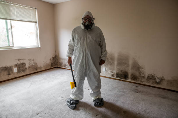 Best Localized Mold Remediation (e.g., coastal areas, humid climates) in Valley Springs, CA
