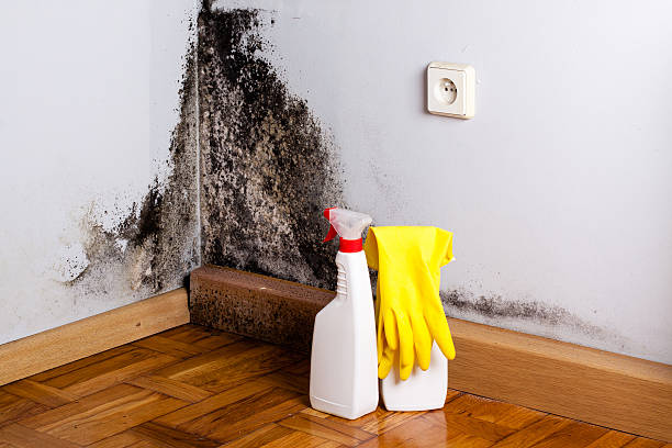 Best Attic Mold Remediation in Valley Springs, CA