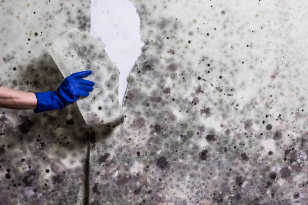 Best DIY Mold Remediation Support Services in Valley Springs, CA