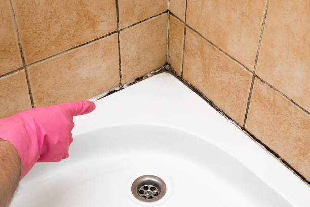 Best Basement Mold Remediation in Valley Springs, CA